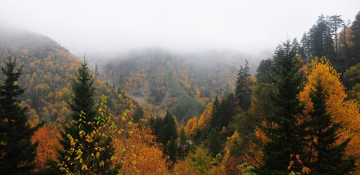 Mgła nad górami przy Newfound Gap Road w Great Smoky Mountains