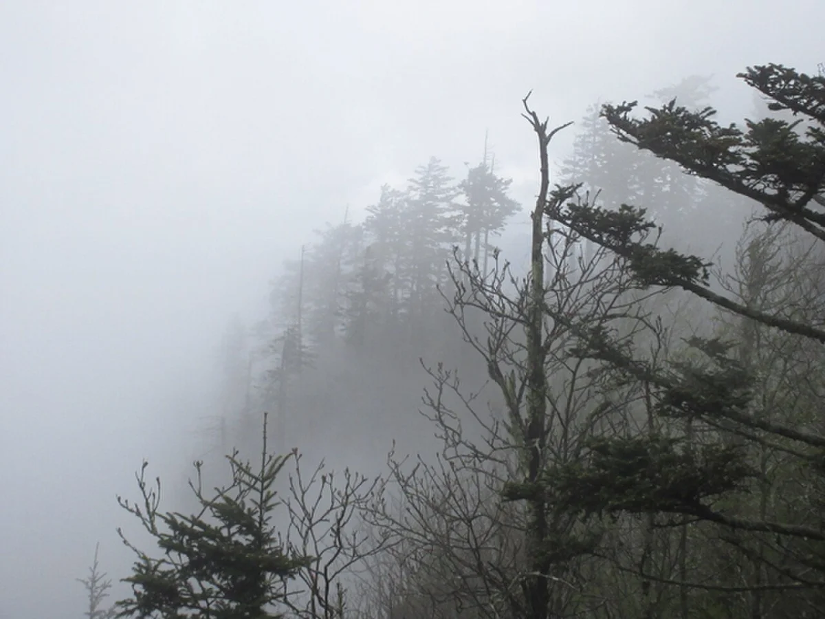 Drzewa we mgle i chmurach w Great Smoky Mountains, gęsta i trudna dla psów tropiących dzicz