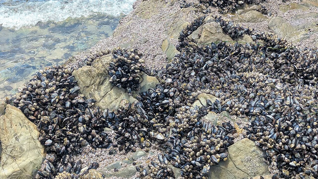 Kryształ obrastający (Barnacle): symbolika, duchowość i praktyki z "duszą kamienia"